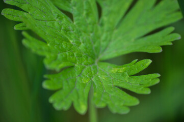 leaf with water drops