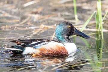 Handsome Male Northern Shoveler Duck Swims on a Quiet Pond