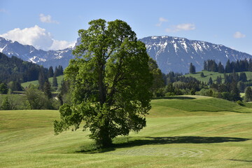 Ostallgäu mit Schwaltenweiher im Sommer