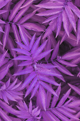 The texture of beautiful plant leaves is tinted in blue and purple-pink tones.