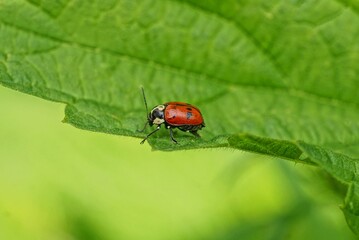 one big red ladybird on a green leaf in the garden