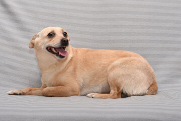 cheerful dog of small size on a grey background