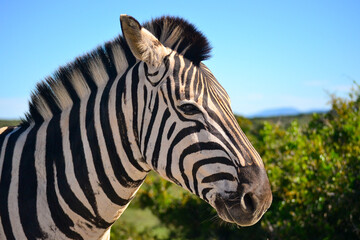 Fototapeta na wymiar Zebra in the wild and up close and personal posing nicely for the camera, Taken in Addo National Park in the Eastern Cape