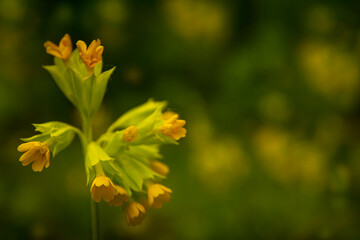 Blossom primrose primula veris in a spring meadow