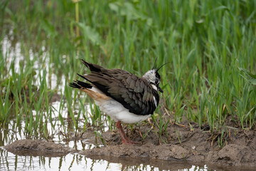 A bird stands on a meadow near a puddle