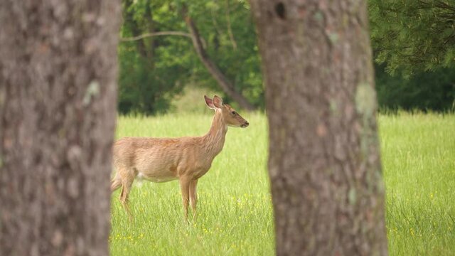 Deer framed by trees is joined by friends