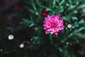 flower in the garden