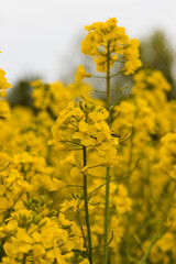 Obraz premium insect on oilseed rape