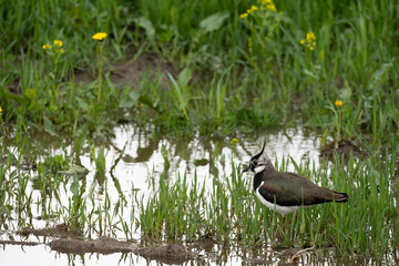 A bird stands on a meadow near a puddle