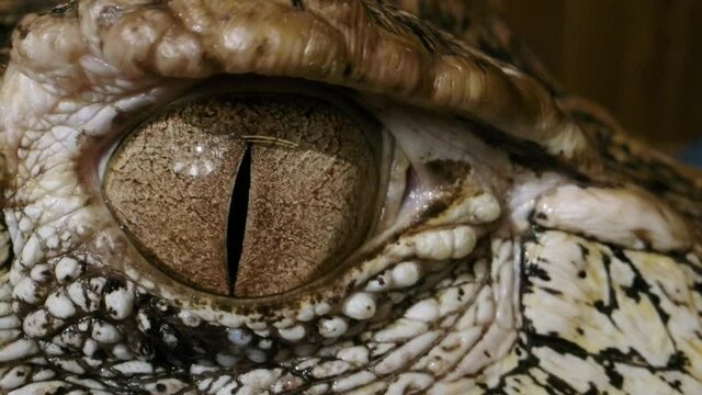 Crocodillian eyeball macro close up opening slow motion