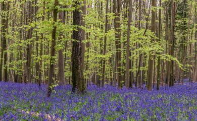 Beautiful soft spring light in bluebell forest in English countryside during calm mornng