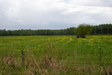 a large pasture meadow with a fence behind which blooms yellow dandelions