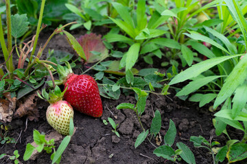 Red and green strawberries and natural vitamins grow on chernozem