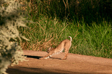 bobcat stretching in the sun