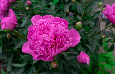 Beautiful peony flower on a background of green leaves