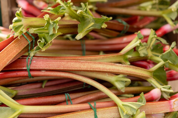 Red rhubarb for sale at farmer's market