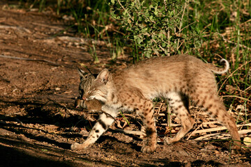 bobcat in the wild