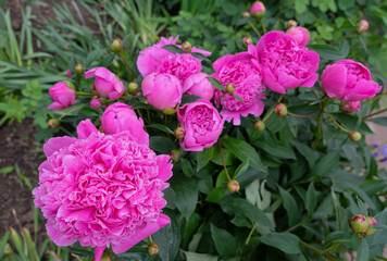 Background with coffins of pink peonies in dew drops