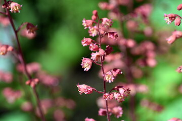 Blühende Purpurglöcken in einem Beet