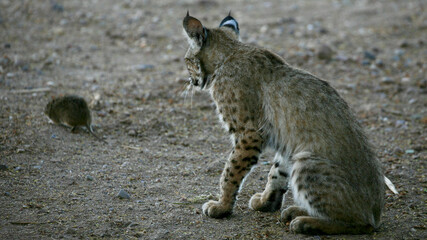 bobcat playing with hunted rat