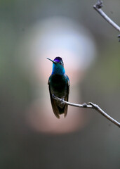 Obraz premium hummingbird on a branch