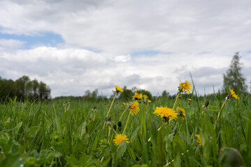 yellow dandelions in a green lava on a rainy spring day