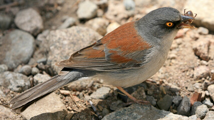 yellow eyed junco feeding on a bug