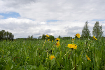 yellow dandelions in a green lava on a rainy spring day