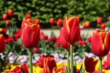 Fototapeta premium Flowers, red tulips in full bloom in the spring garden. Natural floral background. Tulipa - genus of spring-blooming perennial herbaceous bulbiferous geophytes. Flower background 