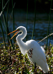 great egret white heron opening beak