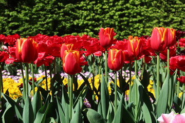 Obraz premium Flowers, red tulips in full bloom in the spring garden. Natural floral background. Tulipa - genus of spring-blooming perennial herbaceous bulbiferous geophytes. Flower background 