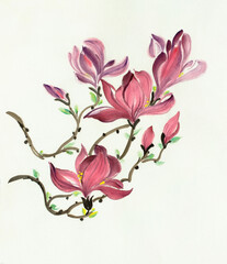 pink magnolia flower