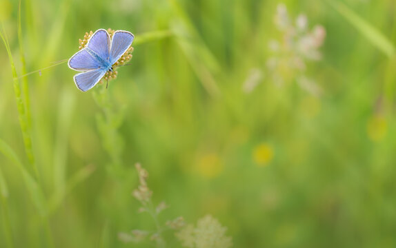 Gentle natural picture in green pastel colors with one blue butterfly on wild meadow flower. Top view. Beautiful spring - summer meadow, inspiration nature. Space for text.