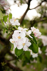 apple tree blossom