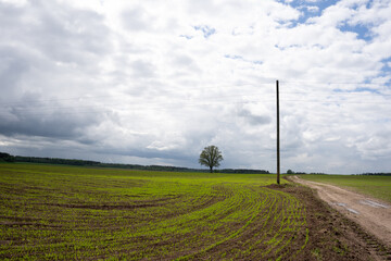 wet muddy road on a cereal field where a large tree and an electricity pole can be seen in the...