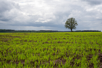 a large wet cereal field with green cereal sprouts and in the distance we see a large tree over which there are thick fluffy rain clouds