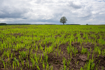 a large wet cereal field with green cereal sprouts and in the distance we see a large tree over which there are thick fluffy rain clouds