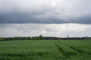 large wet cereal field