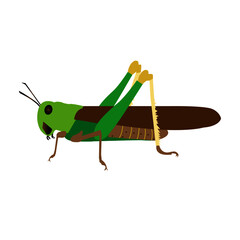 grasshopper on a white background