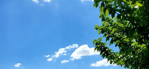 Obraz premium The bright green Nature and Flowers of Summertime in close details ,the beautiful sunshine of middle east and Kurdistan very inviting and inspires visitor 