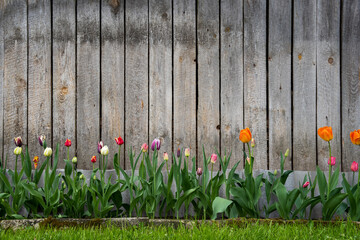 At the wooden building with old boards grows a beautiful flowering tulip