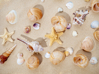 Fototapeta na wymiar The concept of summer, rest, sea, travel. Starfish and seashells on the sand. top view of sandy background with dunes