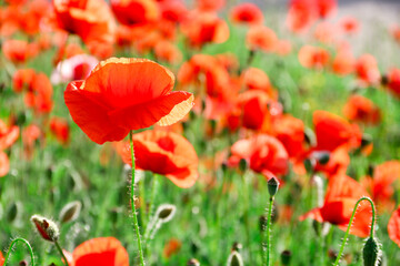 Beautiful red poppies field in springtime landscape