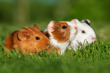 Three little guinea pigs sitting in a row outdoors in summer