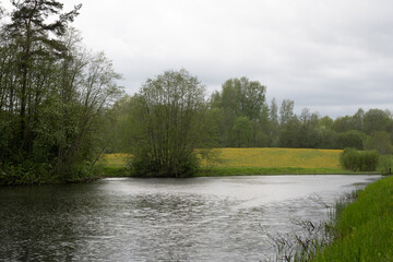 on a rainy day a pond behind which blooms a yellow dandelion meadow