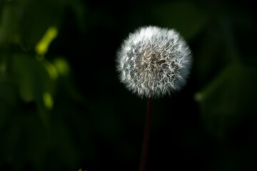 shoe blossomed dandelion fluff on a blue dark background