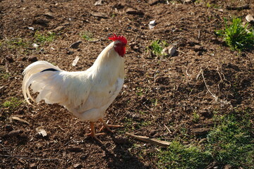 white rooster on the farm