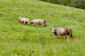 Two light brown bulls battle head to head as a female cow looks at the camera. Concepts of male dominance, 