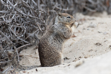 Furry ground squirrel holding food tightly in hands and fingers and eating while keeping eyes alert for danger.