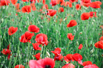 Fototapeta na wymiar Beautiful red poppies field in springtime landscape